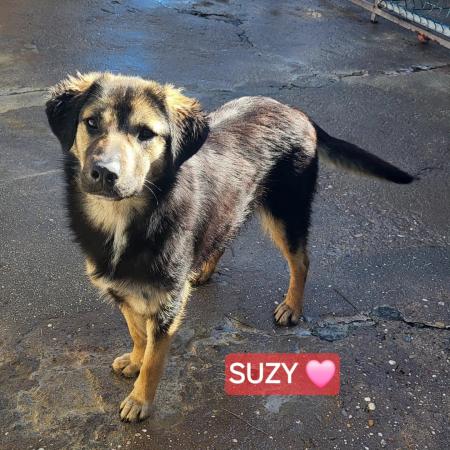 Suzy